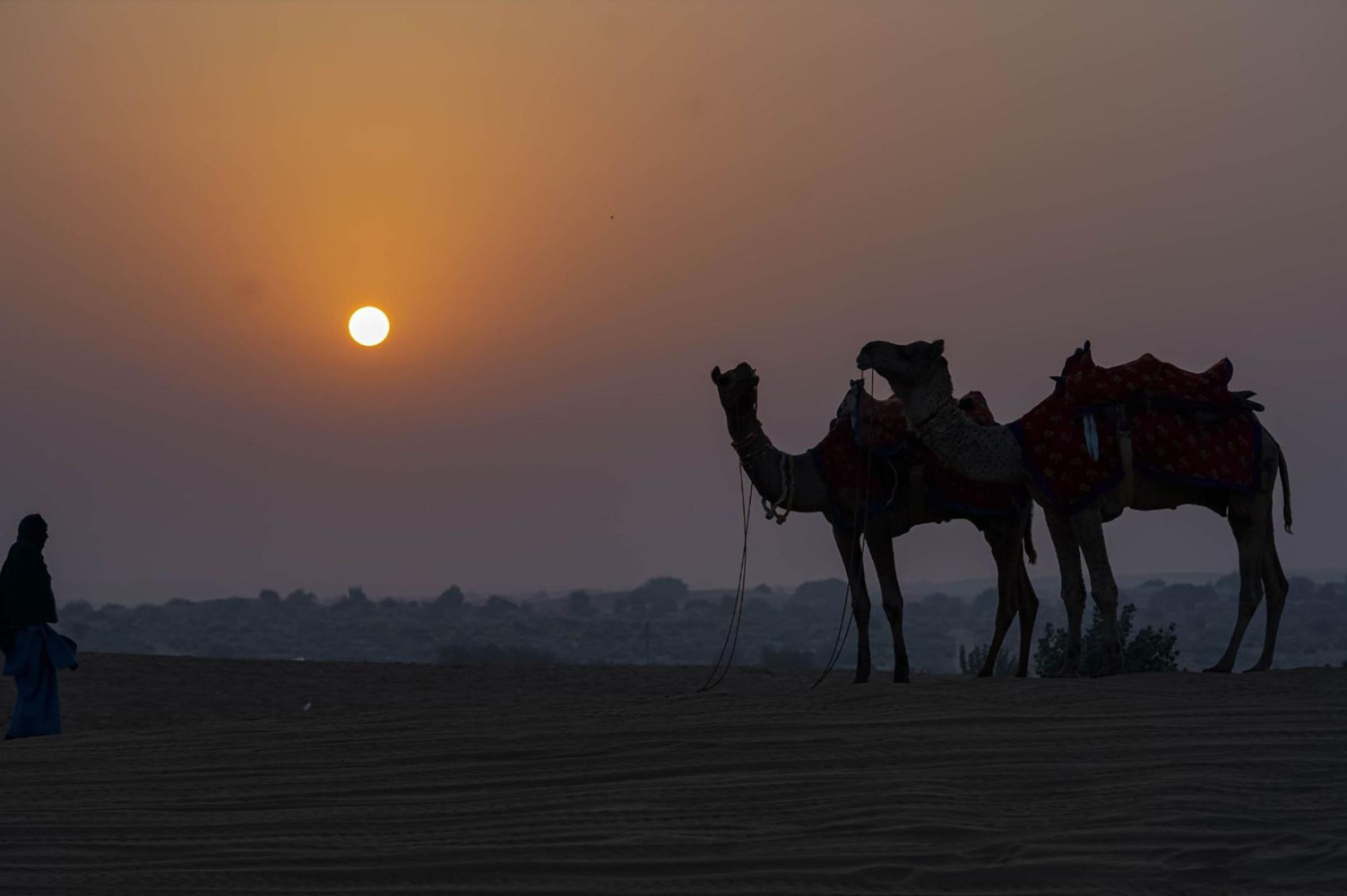 camel safari camel safari